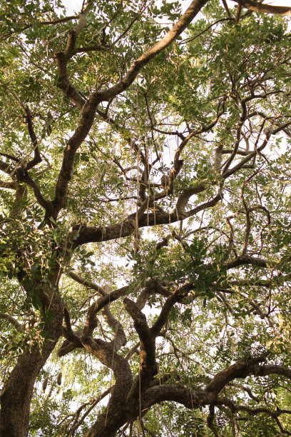 从下面看一棵大树图片下载