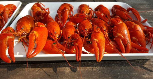 一打煮熟的鲜红小龙虾图片下载