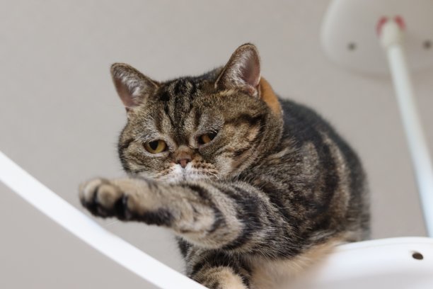 美国短毛猫向前迈了一步。图片下载