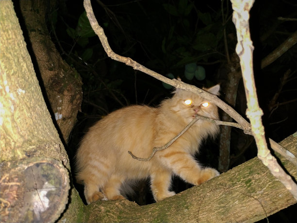 猫的动物图片下载