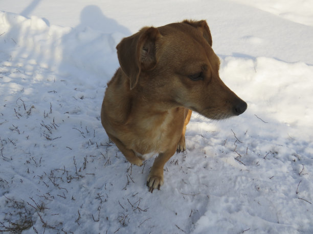 红毛小狗在初雪中散步图片下载