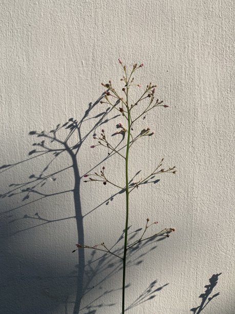 一朵美丽的花在它的影子前图片下载