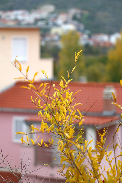秋天的落叶图片下载