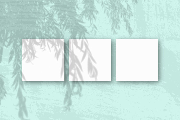 自然光从柳枝上投射阴影在3张方形的白色纹理纸上图片下载