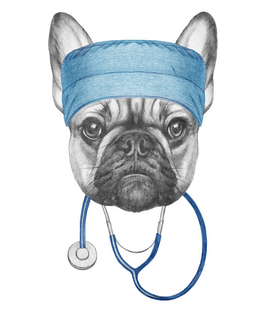 法国斗牛犬的肖像与医生帽和听诊器。图片下载