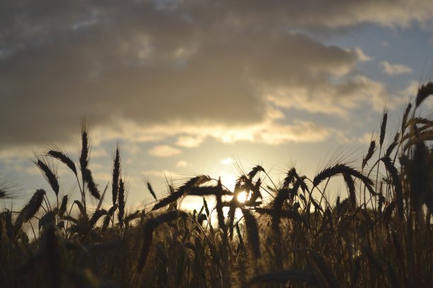 在夏天的早晨图片下载