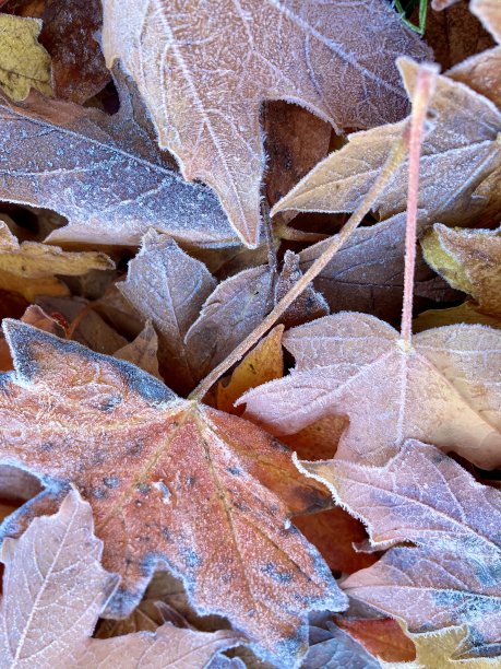 霜盖秋叶图片下载