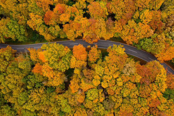 无人机从上方直接观看乡村道路穿过五彩缤纷的森林在秋天图片下载