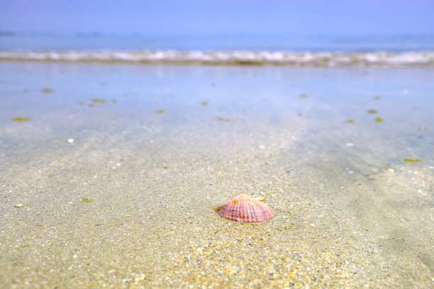 法国布列塔尼海岸潮沙上的扇贝或圣雅克贝壳图片下载