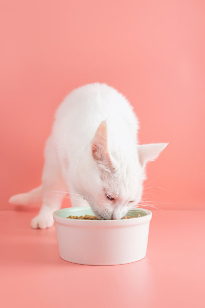 白猫吃碗里的干粮。图片下载