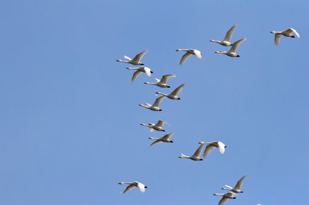 飞翔的天鹅图片下载