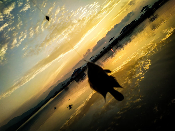 早上钓鱼图片下载