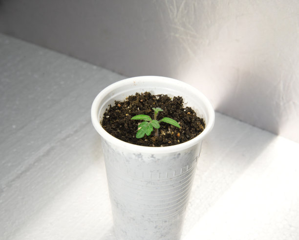 塑料杯里的小番茄芽图片下载