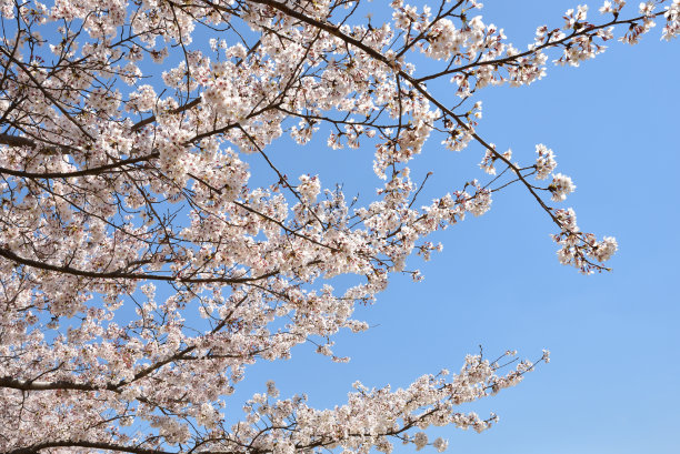 樱花在春天开花图片下载