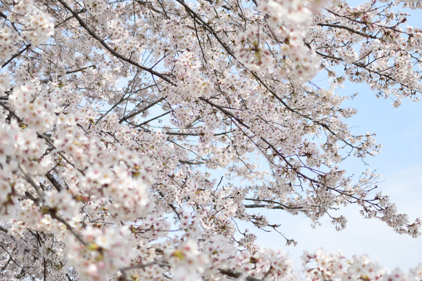 樱花在春天开花图片下载