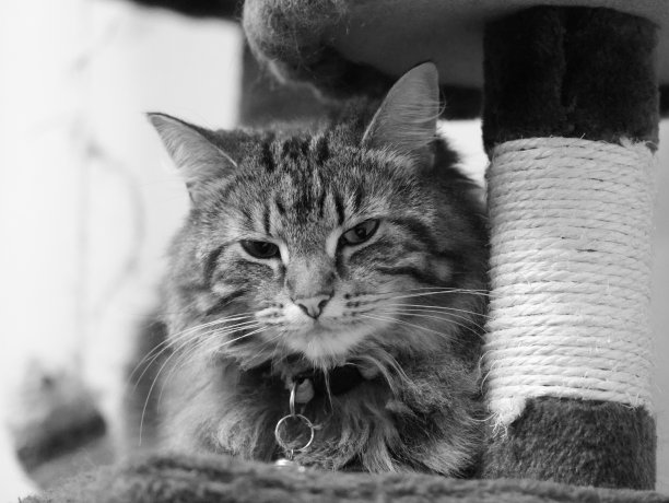 猫放松图片下载