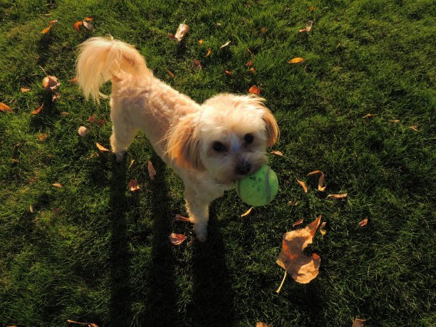 小狗玩图片下载