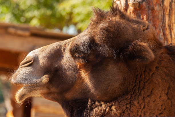 一只骆驼的特写图片下载