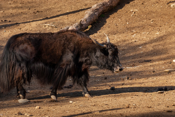 驯养的牦牛，野生动物园的黑牛图片下载