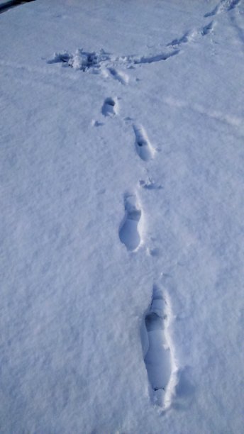 雪地上的脚印图片下载