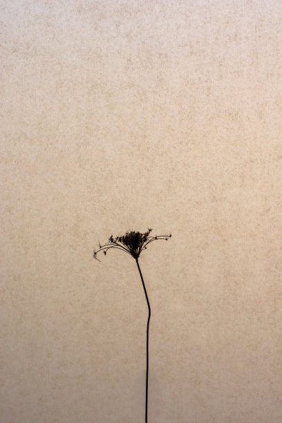 深褐色背景上的一朵干花剪影图片下载