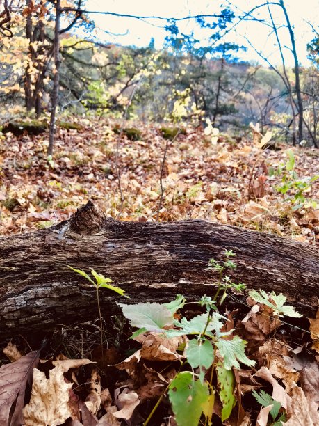 倒下的树图片下载