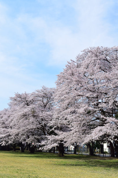 樱花在春天开花图片下载