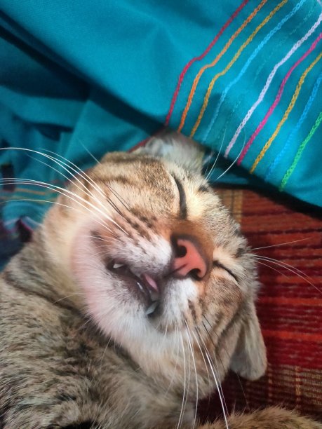 沉睡的猫图片下载