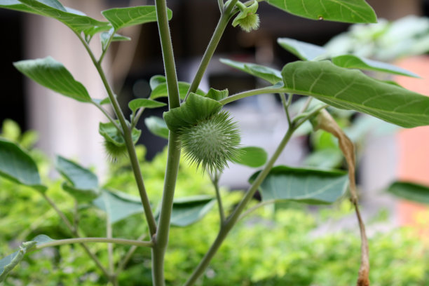 长满刺的刺果图片下载