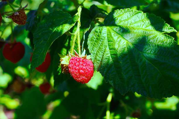 特写成熟的树莓在灌木上准备收获绿色模糊的花园为背景图片下载