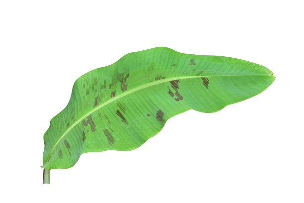 绿色的香蕉叶与独特的主题，孤立在一个白色的背景，剪切路径包括。高清图像和大zise图片下载