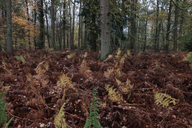 票价在秋天图片下载
