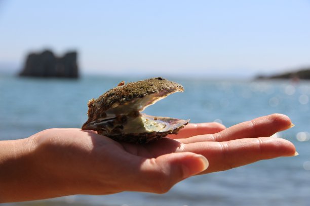 从海中提取的海贝壳。图片下载