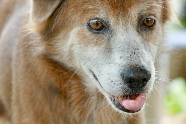 老雄性泰国狗的肖像图片下载