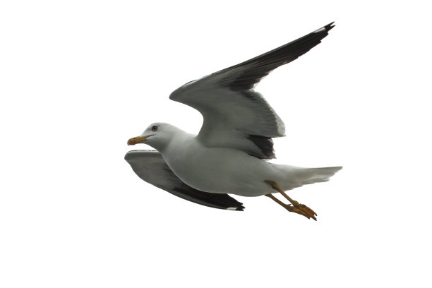 孤立的飞翔的海鸥。图片下载