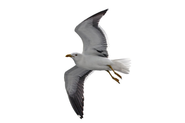 孤立的飞翔的海鸥。图片下载