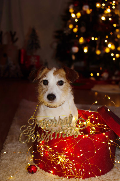 杰克罗素梗庆祝节日的礼物盒在圣诞树灯下。图片下载