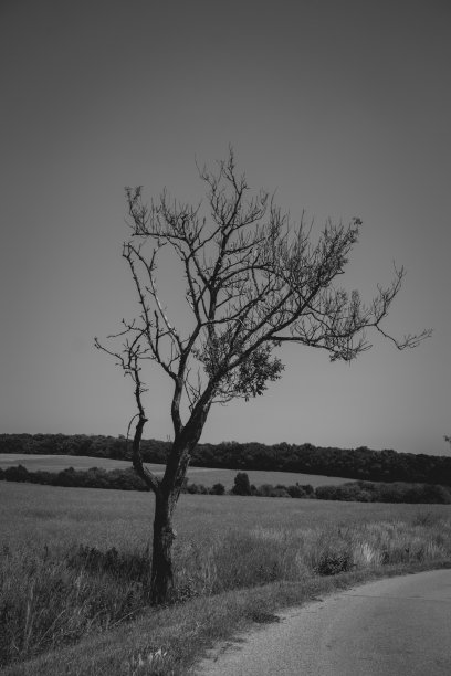 路边的树图片下载