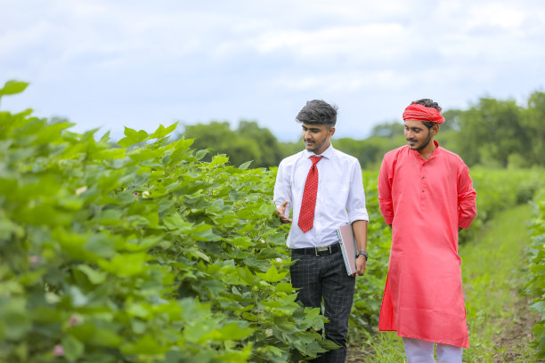 年轻英俊的农学家和农民在棉花田视察图片下载