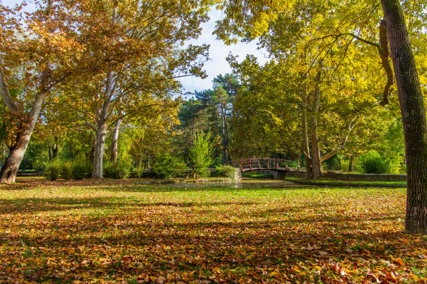 与新娘在秋天公园图片下载