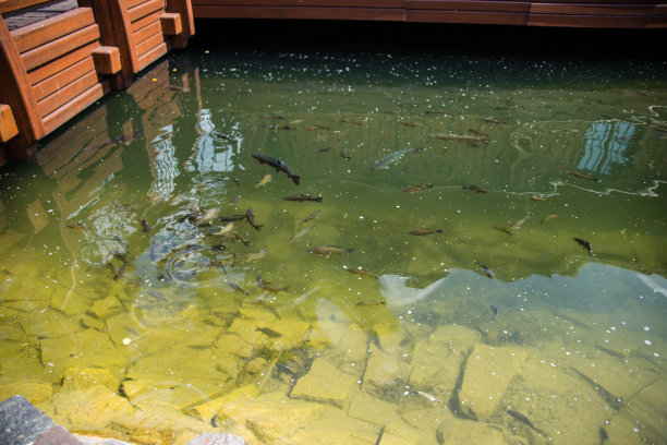 鱼在池底有石头的池子里游泳图片下载