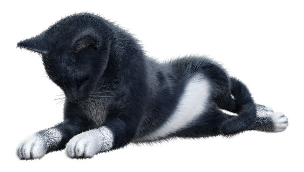 3D插图黑色家猫在白色图片下载