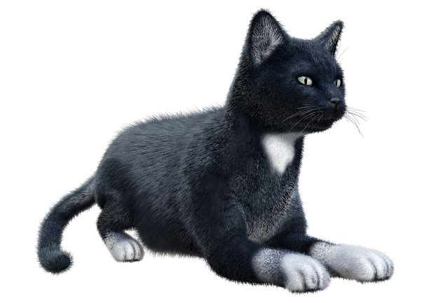 3D插图黑色家猫在白色图片下载
