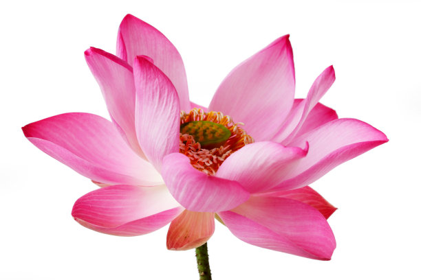 粉红色的荷花图片下载