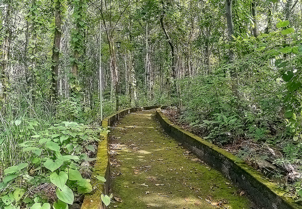 公园里的人行道图片下载