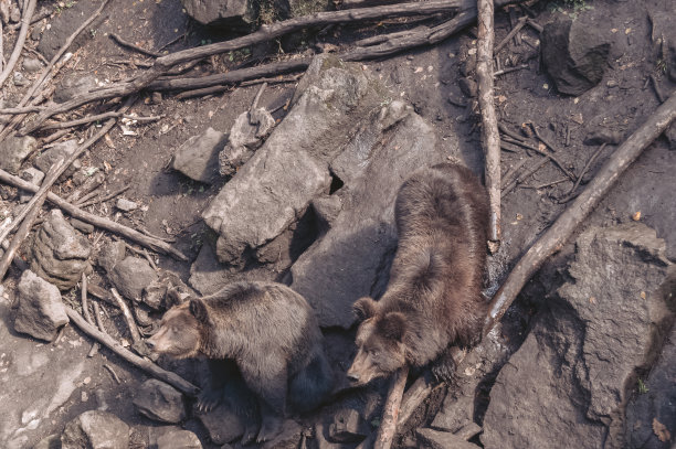 从上面看到两只正在觅食的棕熊图片下载
