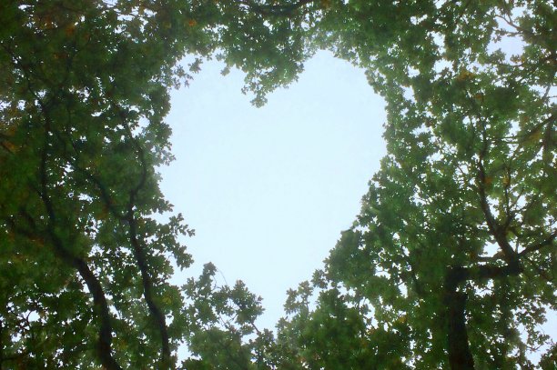 树顶的心图片下载