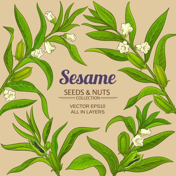 芝麻矢量框架图片下载