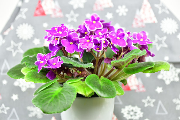 美丽的紫色的紫罗兰图片下载