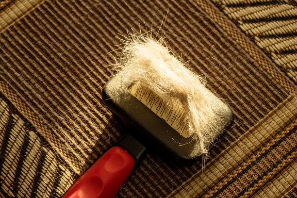 羊毛宠物绒与清洁清除工具在纺织家具上。太阳的光。头发梳理宠物。国内清洁概念图片下载